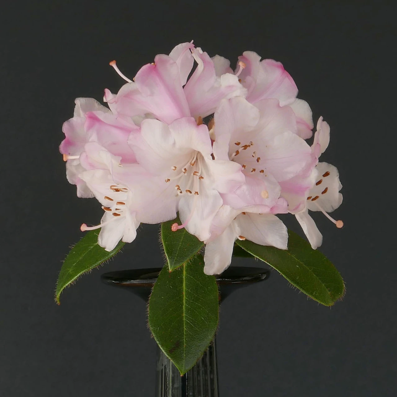 R. ciliatum